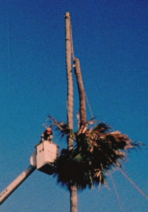Palm Down (2012) poster