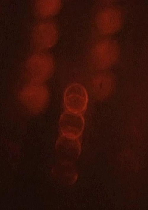 Object Studies (2005) poster