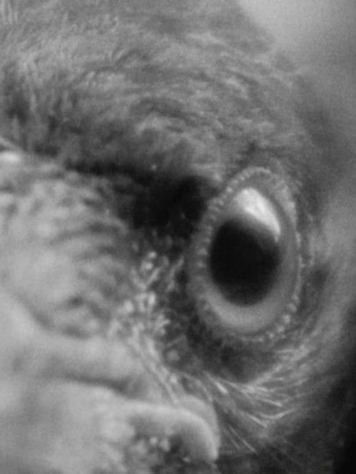 To Feather, to Wither (2020) poster