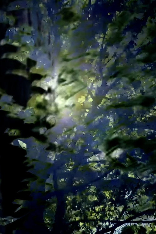Branches (2024) poster