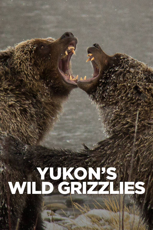 Yukon's Wild Grizzlies (2021) poster