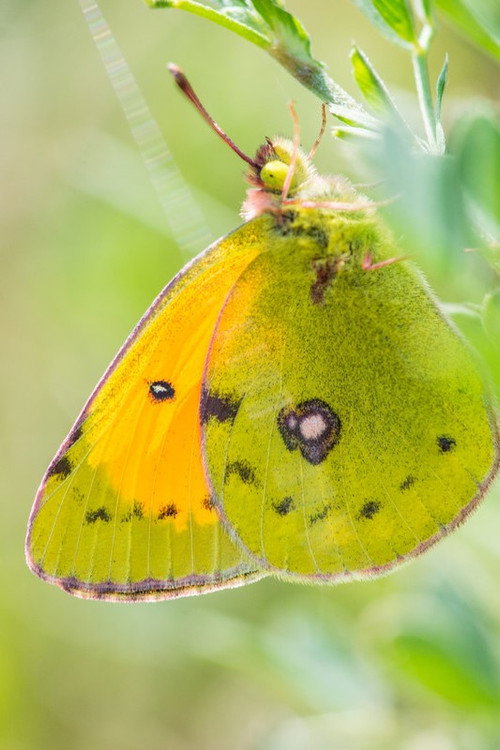 A Butterfly's Tale (2023) poster