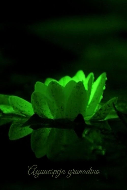 Water-Mirror of Granada (1955) poster