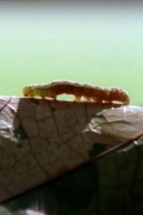 Sound of Steps (1995) poster