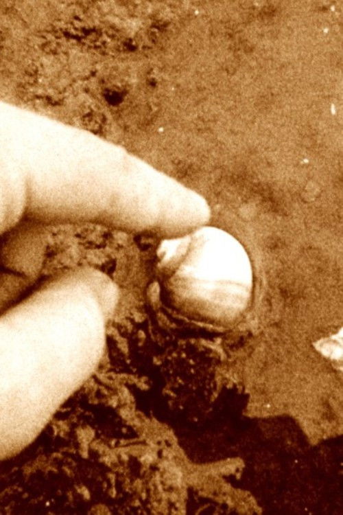 Beach Events (1984) poster