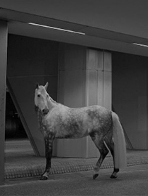 Cornered Star (2018) poster