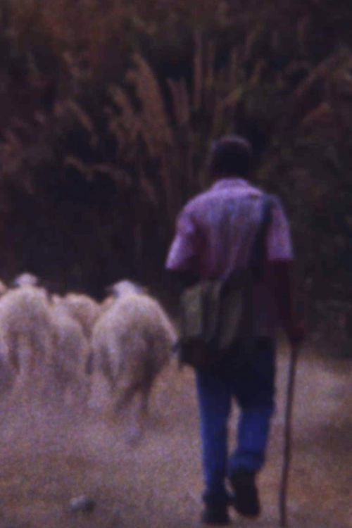 Sei personnagi in cerca di un rospo enorme poster