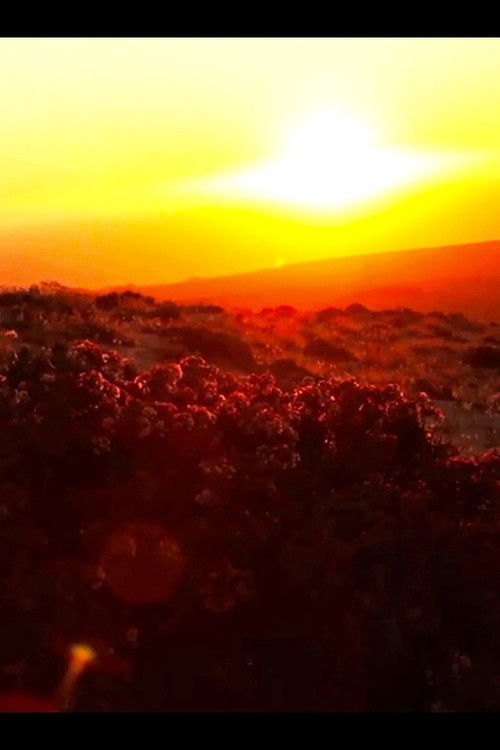 Todos tienen algo Desierto (2011) poster