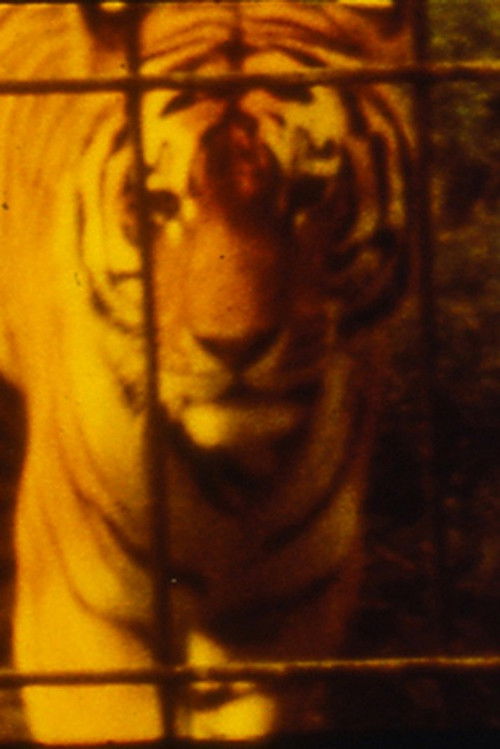 You would make a good lawyer (1999) poster