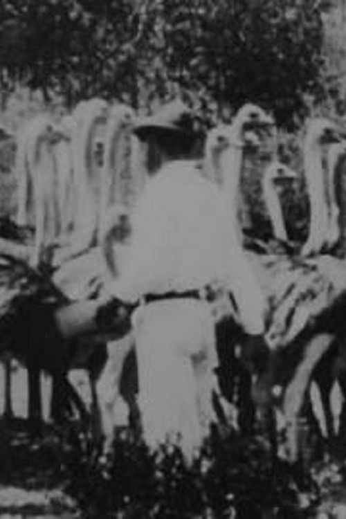 Scenes on Mr. Smit's Ostrich Farm (1900) poster