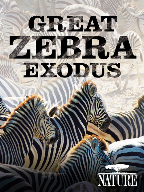 Nature: Great Zebra Exodus (2013) poster