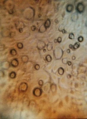 Migration (1969) poster