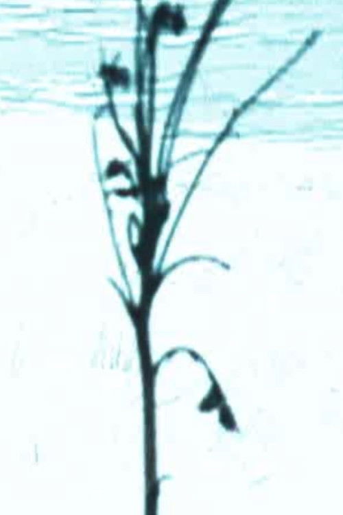 Scene H (2005) poster