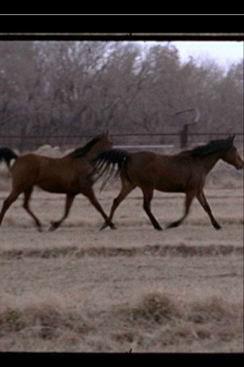 White Sands (2014) poster