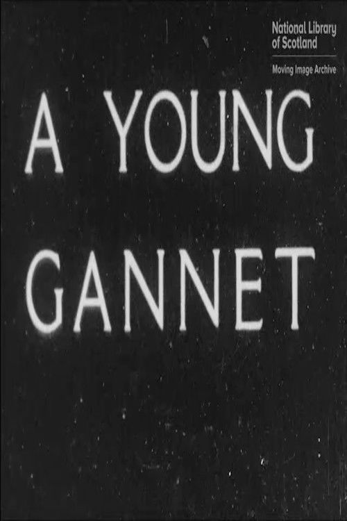 A Young Gannet (1932) poster