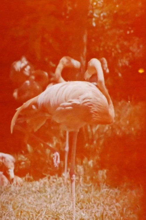 Sleeping Flamingo (2018) poster