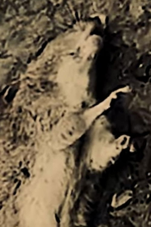 Shivering With Mice (2022) poster