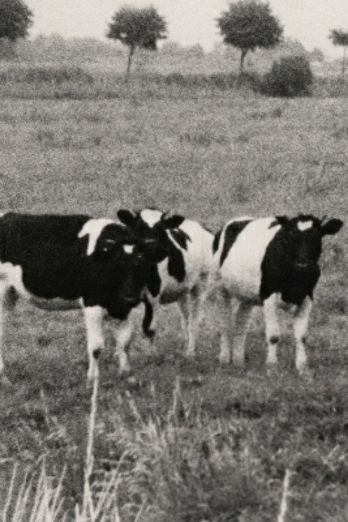 Muhkuh (1968) poster