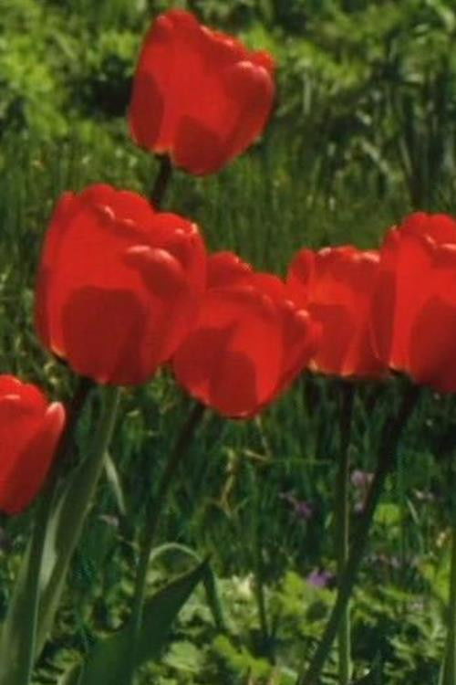 To Be Here (2013) poster