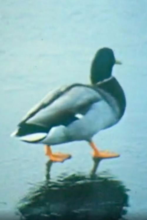 L'alphabet des Animaux (1984) poster