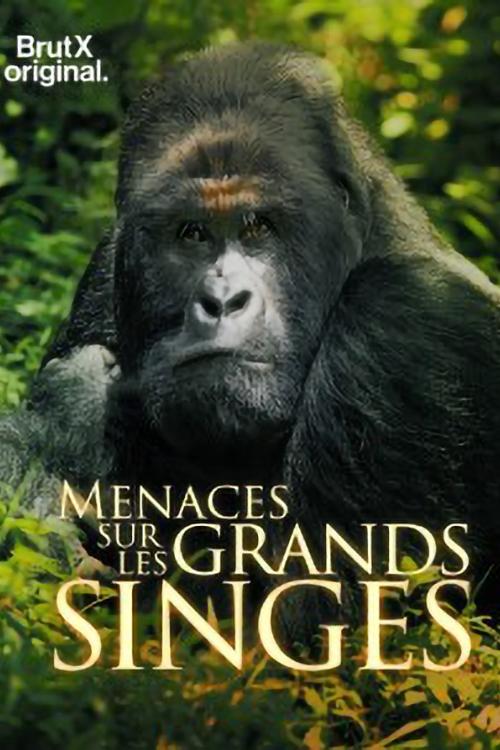 En danger : menaces sur les grands singes (2021) poster