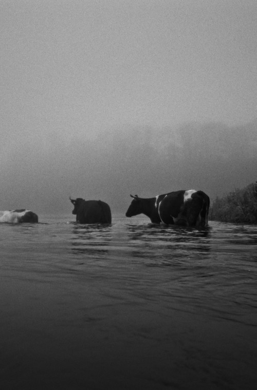 Ty rzeko (2024) poster