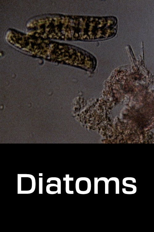 Diatoms (1968) poster