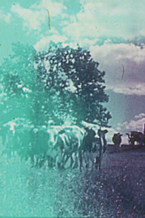 Still Life (1975) poster