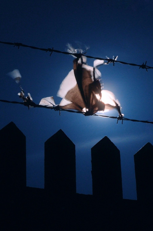 Larsen (2024) poster