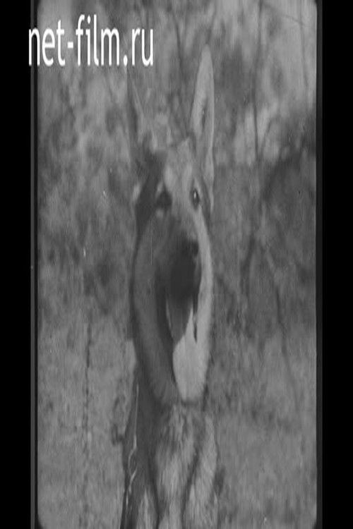 Dog in war (1940) poster