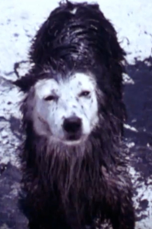 Harry the Dirty Dog (1987) poster