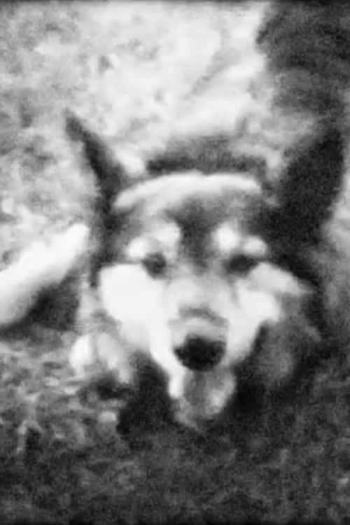 Meeeow. (2016) poster