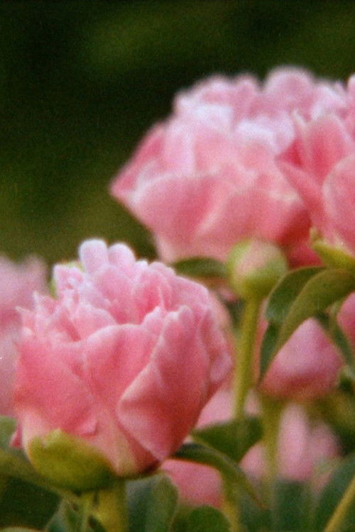 Eclipse in the Garden (2021) poster