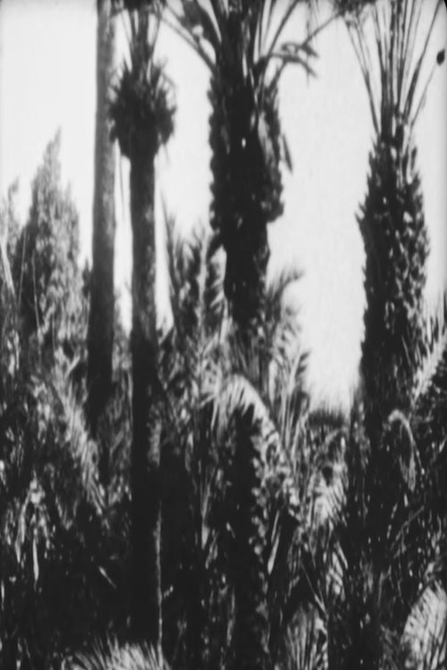 Festa Nuziale poster