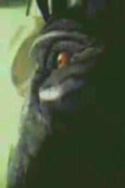 Nothing Is More Beautiful Than Nothing (2009) poster