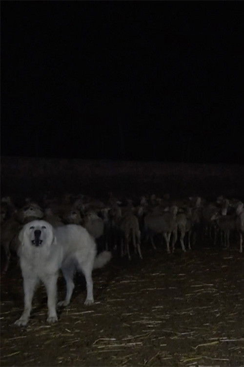 Wolves (2023) poster