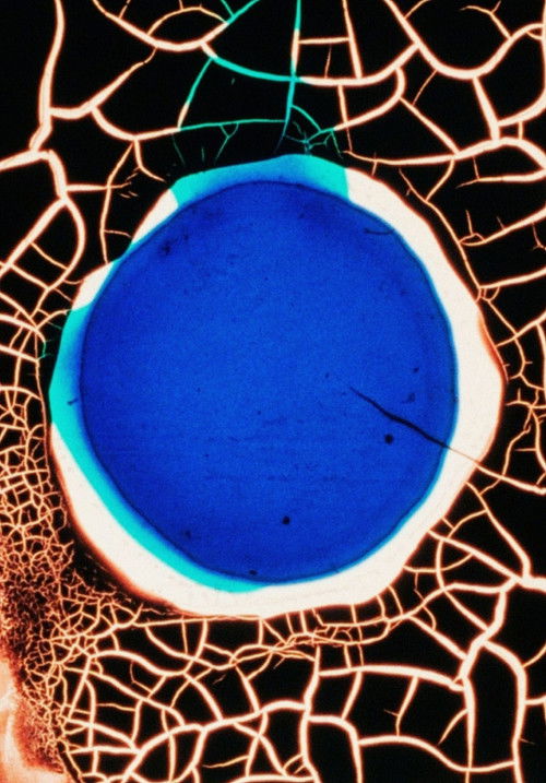 The Girl's Nervy. (1995) poster