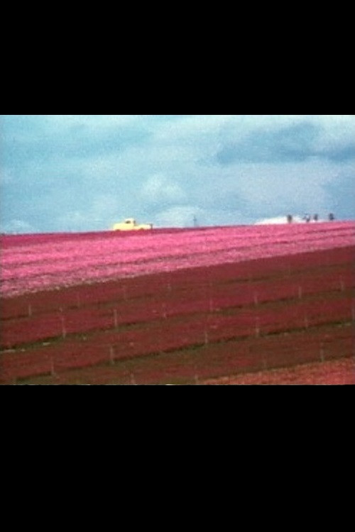 Flower Fields (1974) poster