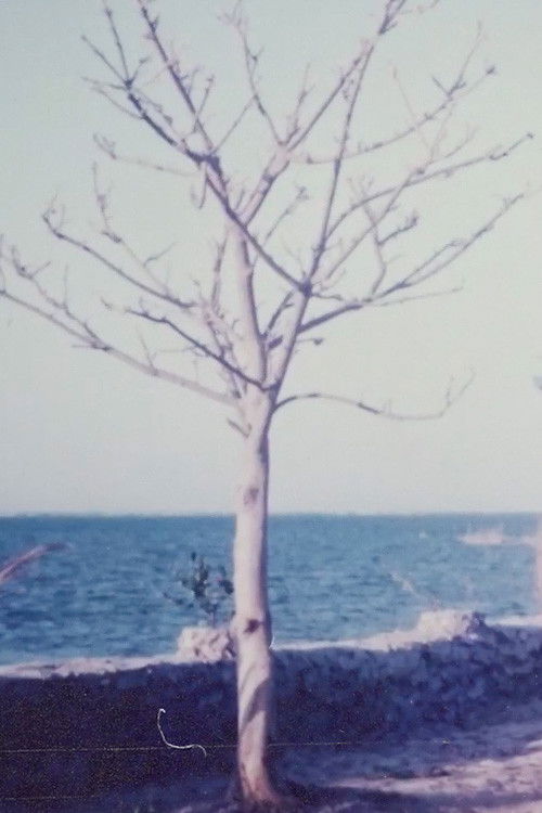 Two Women and the Rock Garden poster