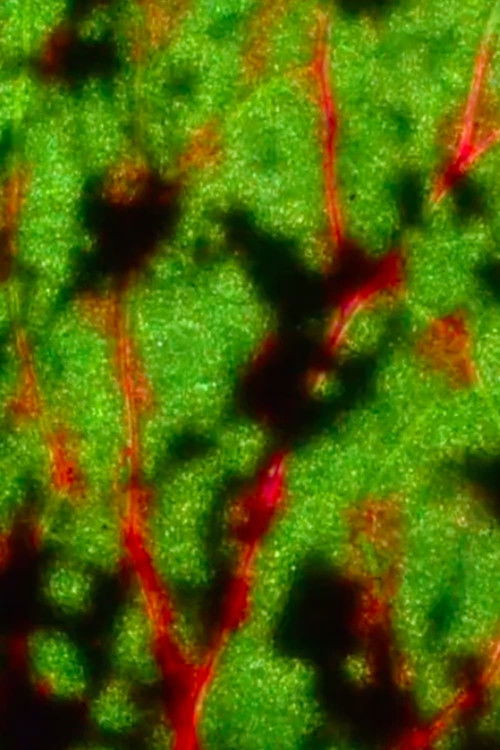 Film Tattoo (2021) poster