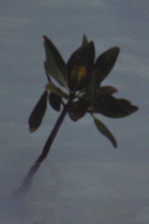 Mangrove Ring (1971) poster