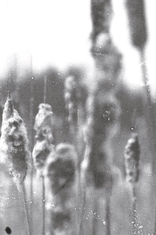 Phenomena (2020) poster