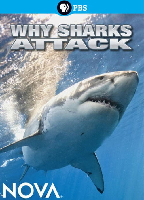 Why Sharks Attack (2014) poster
