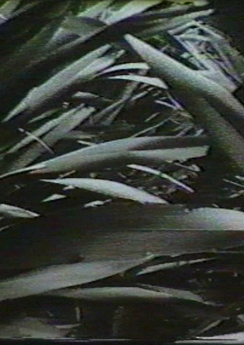 Sensation '77: Mimicry (1977) poster