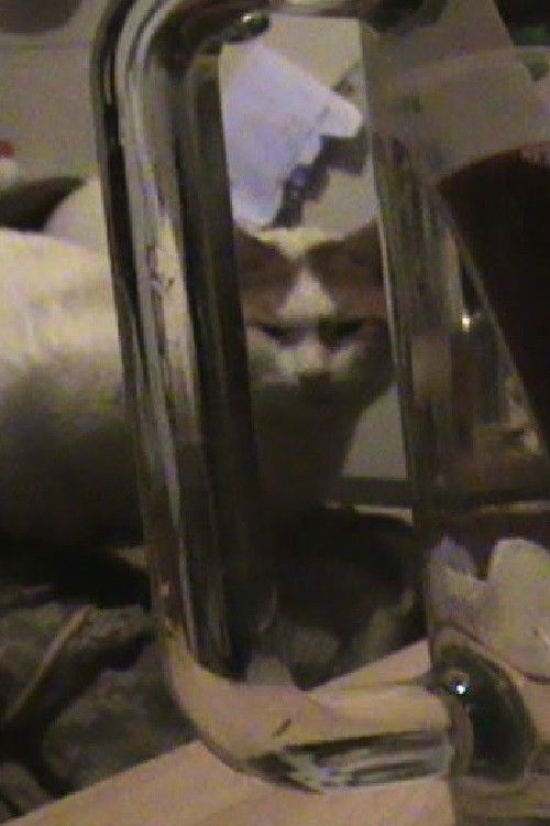 Hux Flux, the Son of Fig (2014) poster