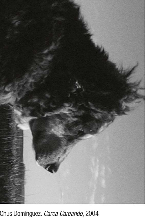 Carea careando. De pastores, perros y rebaños (2004) poster