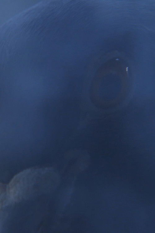 The Visitors (2021) poster