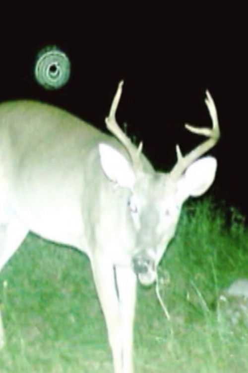 Deer Census (2009) poster