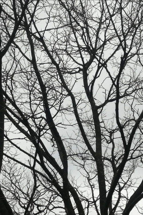 Tree Limbs (2025) poster