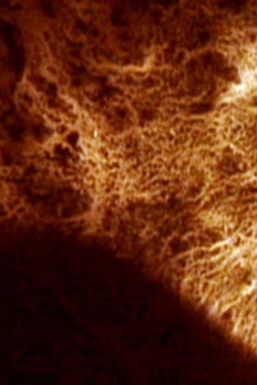 Trash and No Star! (2007) poster